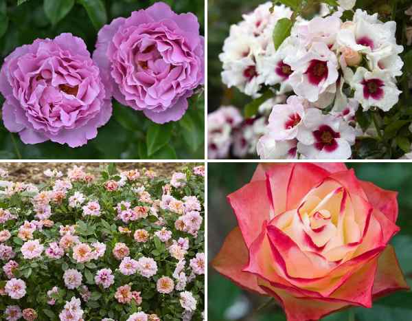 Rosiers : nos nouveautés Automne 2025