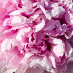 Ma pivoine arbustive ne fleurit pas. Pourquoi ?