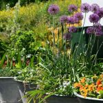 Comment planter des alliums en pot ou en jardinière ?