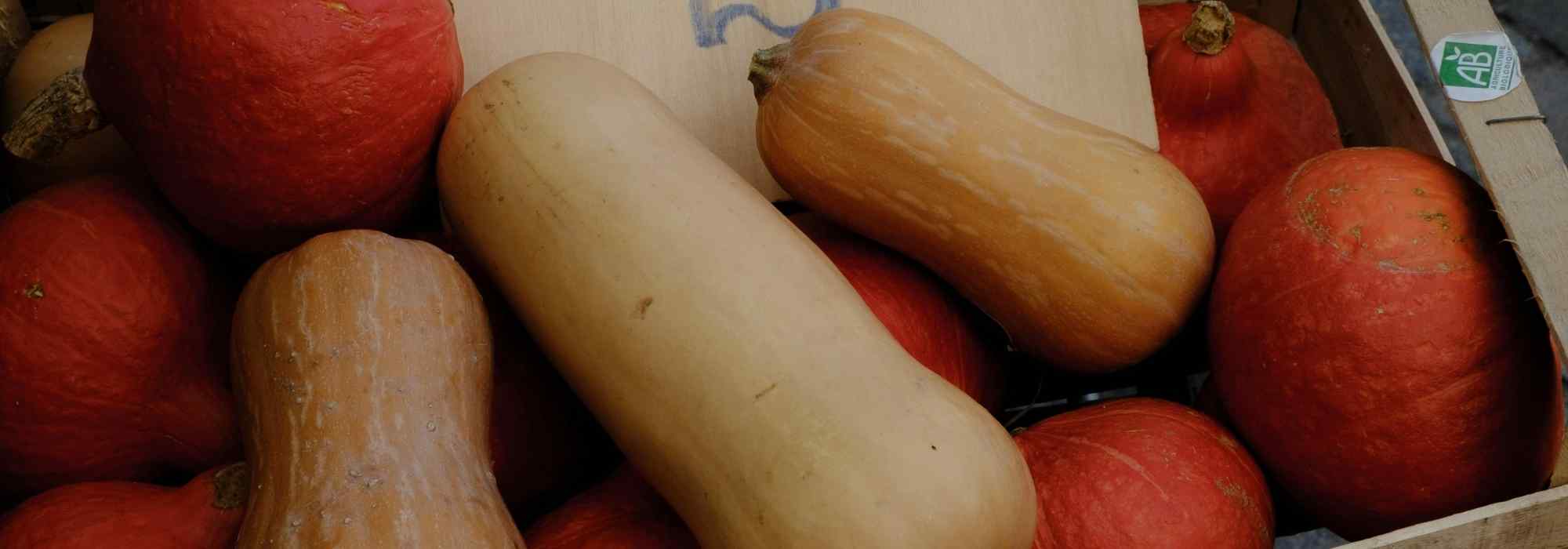 Butternut vs potimarron : quelles différences au potager et en cuisine ?