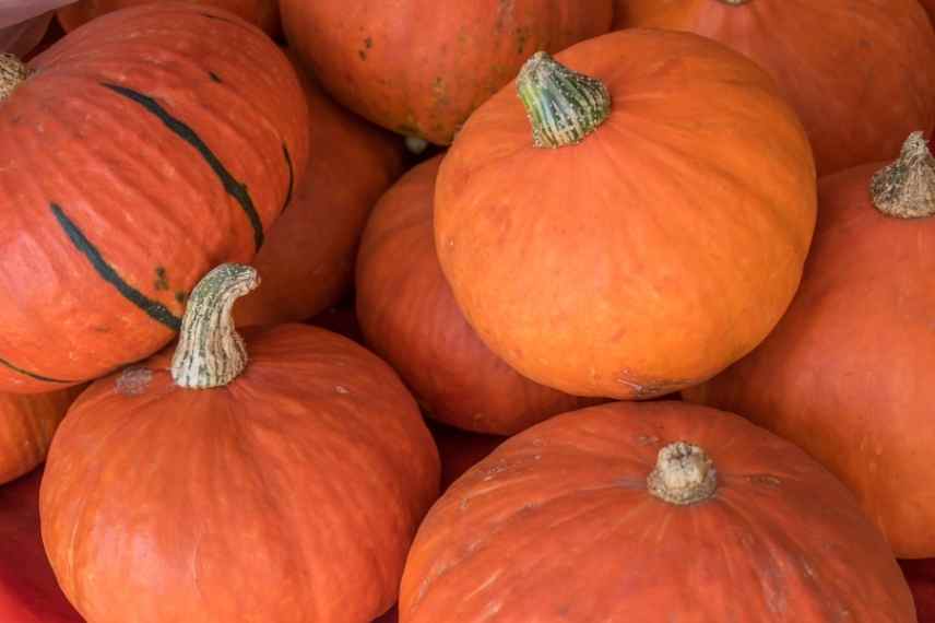 culture du potimarron : nos conseils