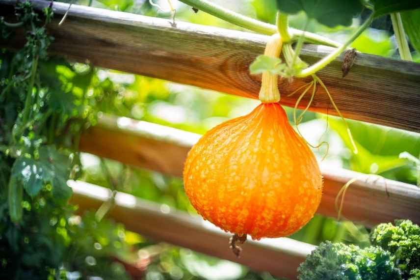 plantation du potimarron