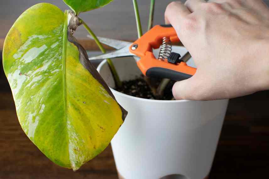 monstera taches foliaires