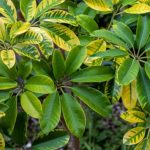 Schefflera : son entretien au fil des saisons