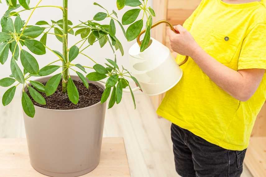 schefflera entretien et arrosage