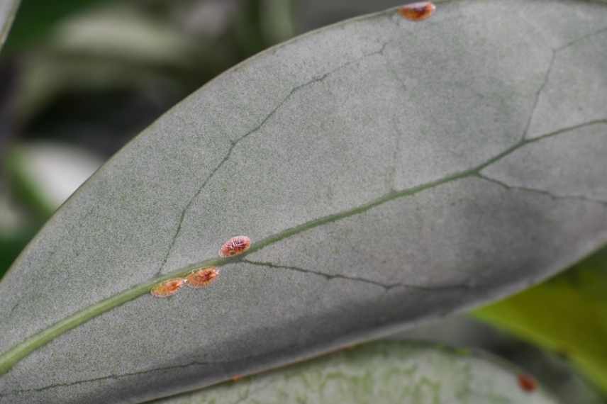 schefflera cochenilles