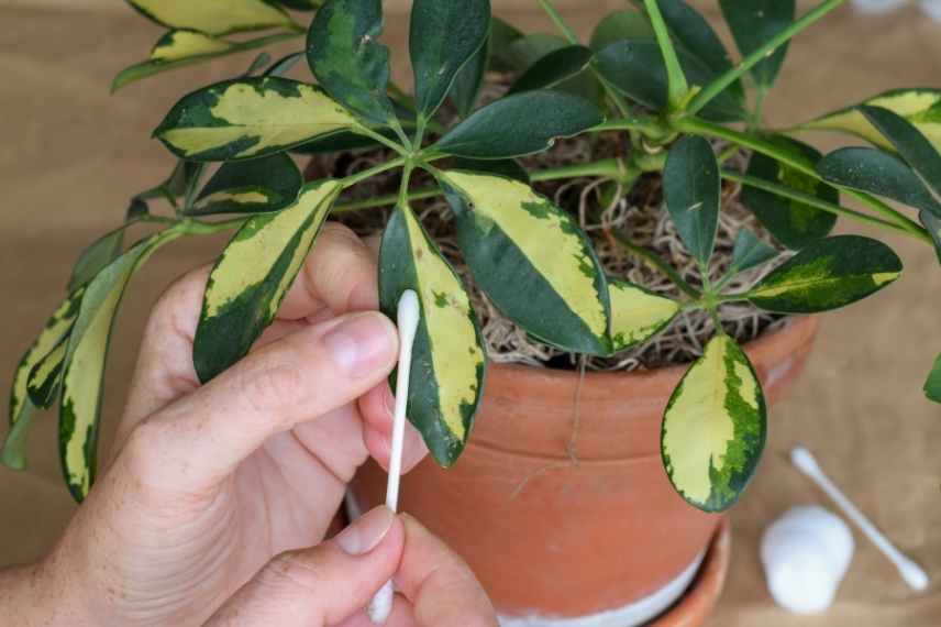 schefflera entretien et surveillance des parasites