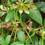 Maladies et parasites du Schefflera