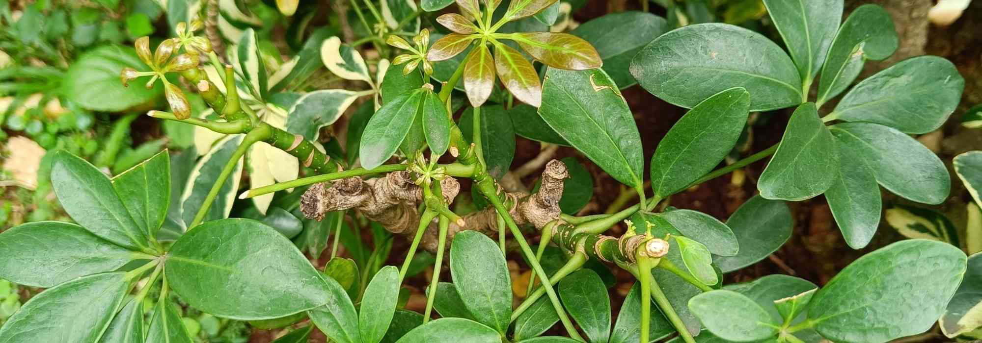 Maladies et parasites du Schefflera