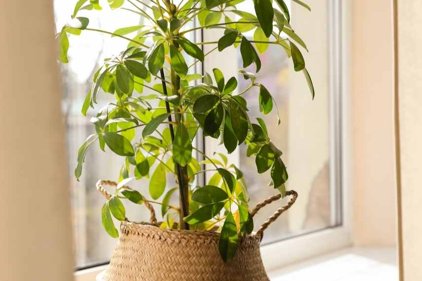 schefflera maladies et ravageurs