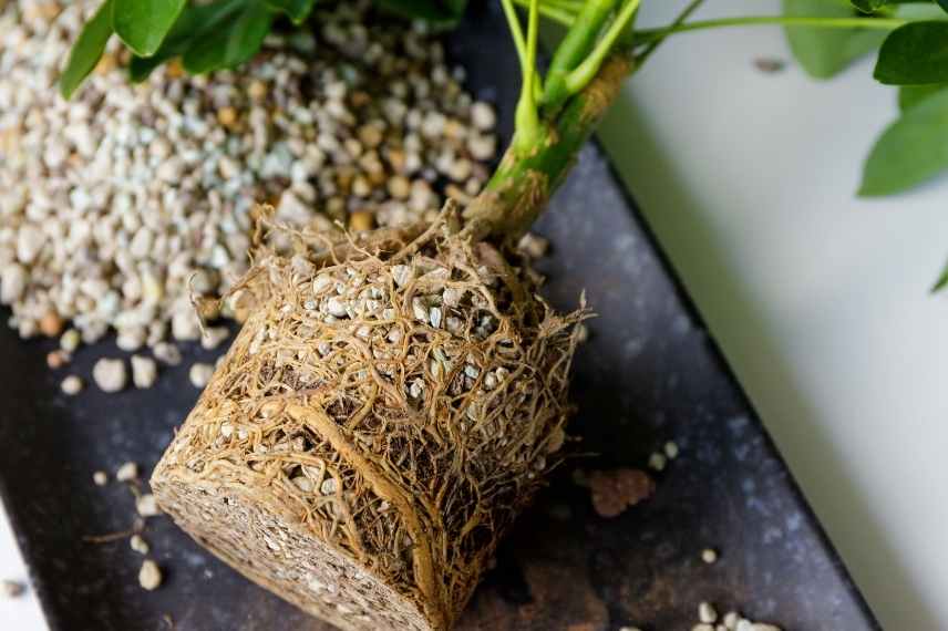 schefflera entretien et rempotage