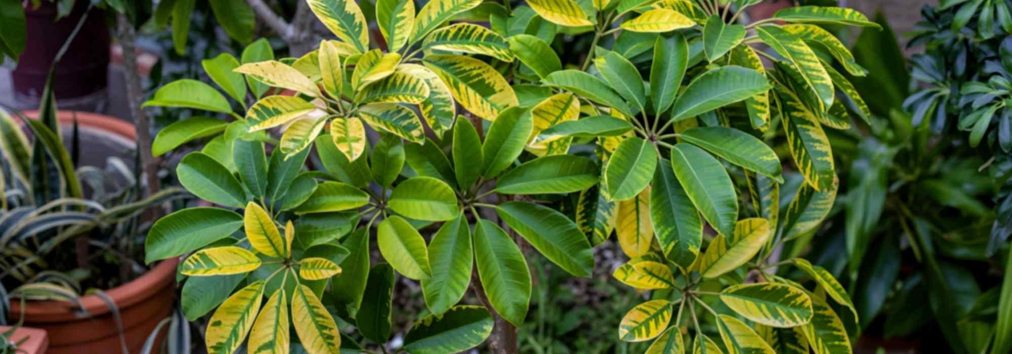 Schefflera : son entretien au fil des saisons