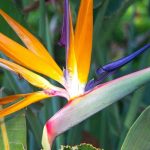 Mon strelitzia ne fleurit pas : causes et solutions