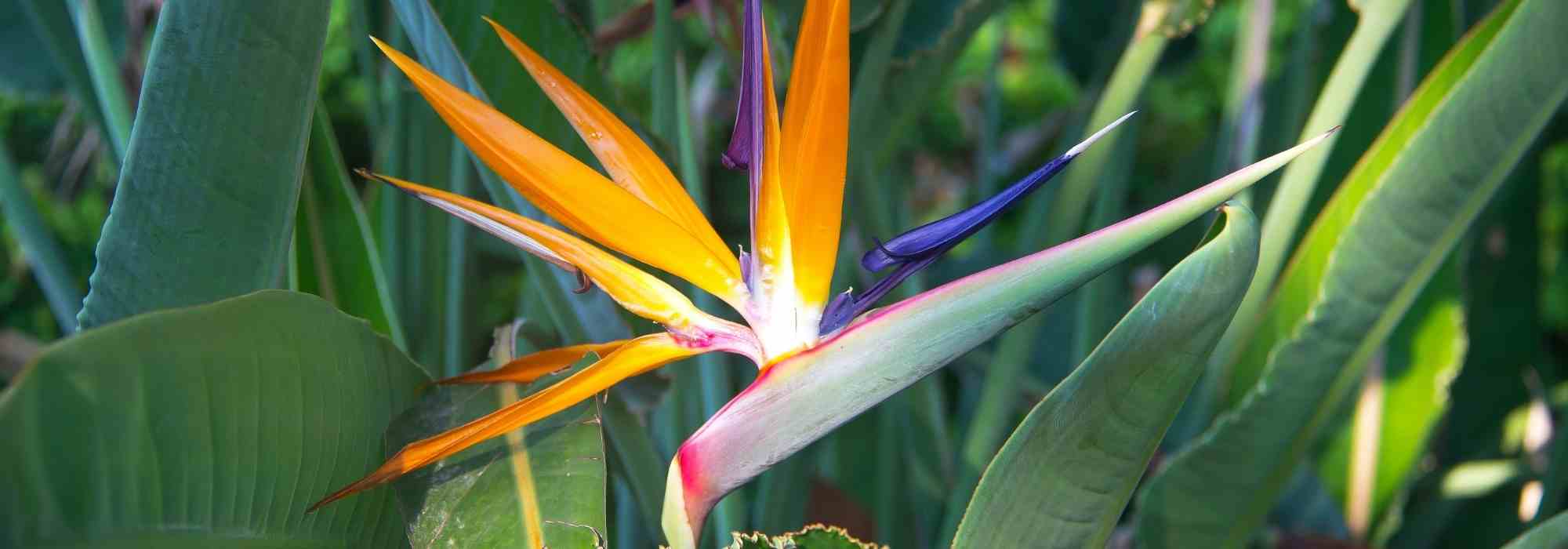 Mon strelitzia ne fleurit pas : causes et solutions