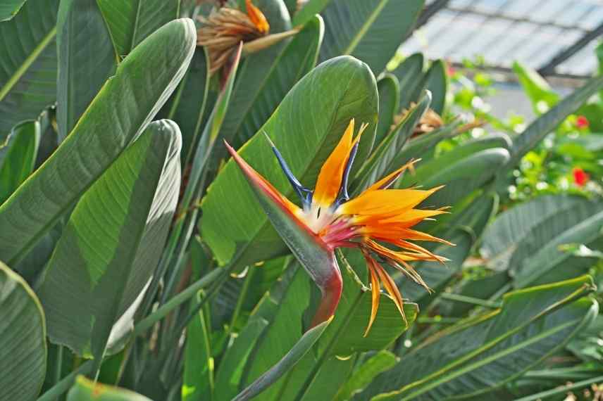 oiseau du paradis sans fleur : pourquoi ?