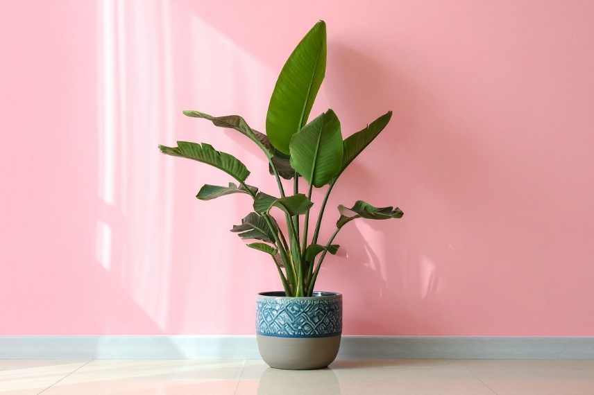 strelitzia sans fleurs