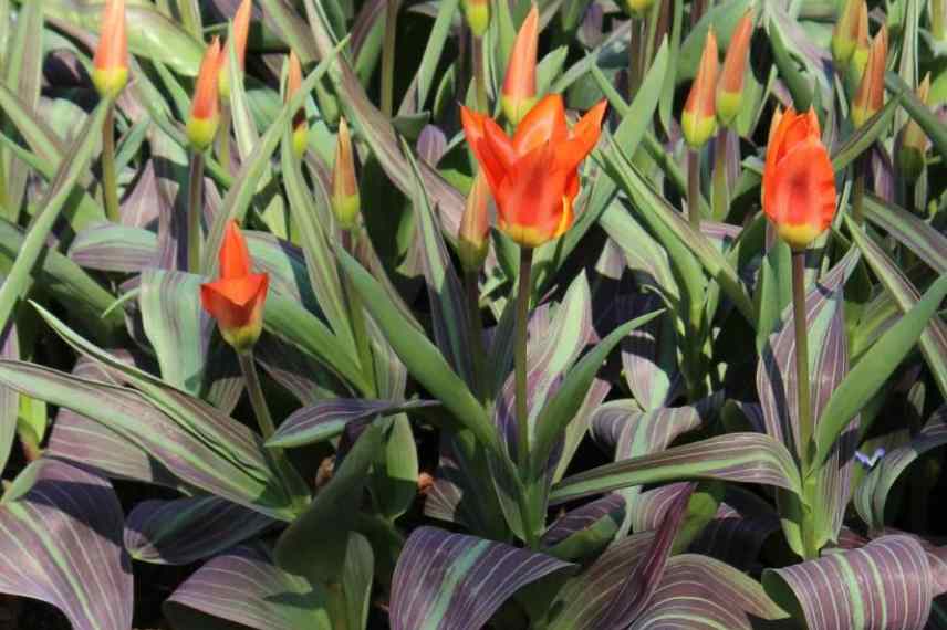 tulipes feuillage bicolore