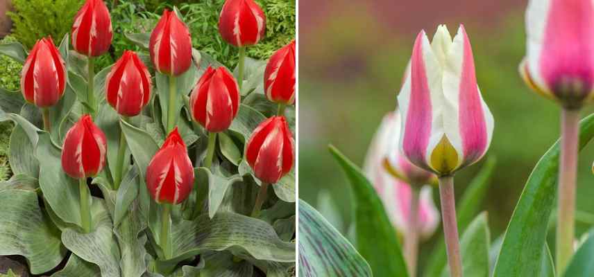 tulipes bicolores feuillage panache