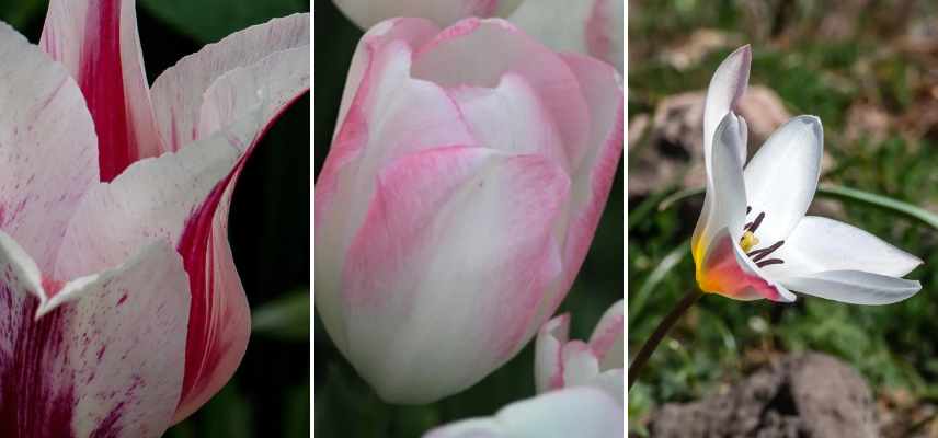 tulipes bicolores claires pales