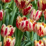 Comment choisir des tulipes bicolores pour une floraison éclatante au printemps ?