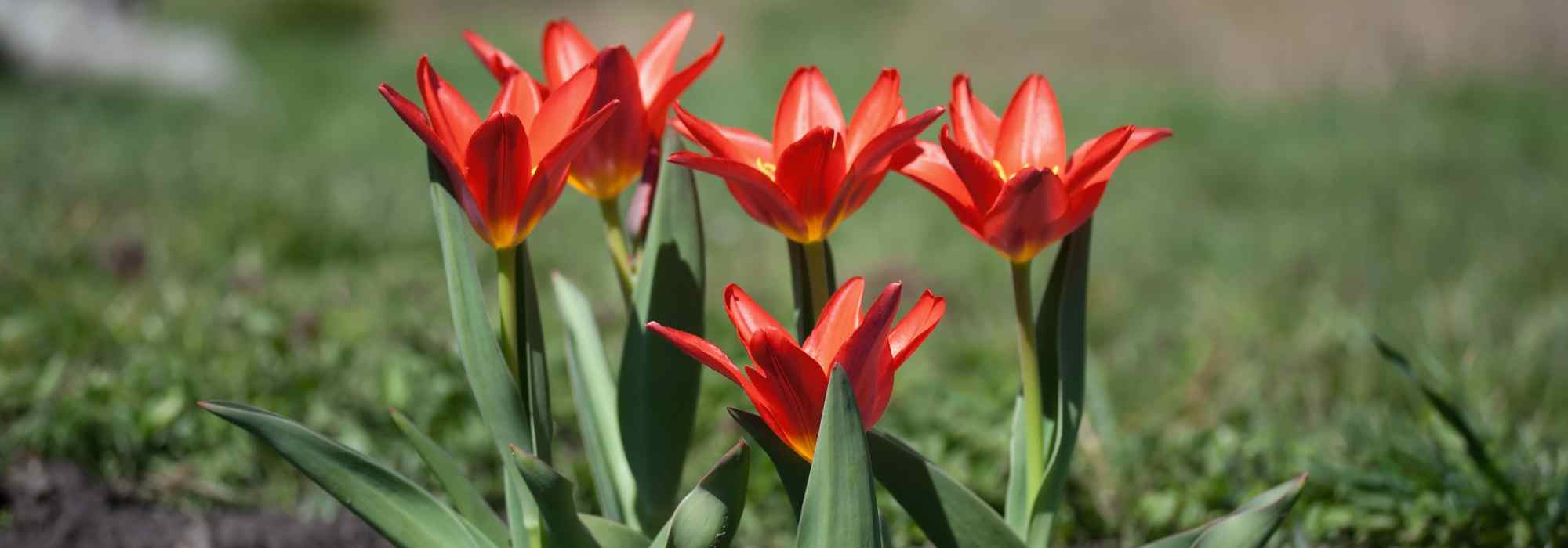 Comment choisir des tulipes hâtives pour une floraison précoce au printemps ?