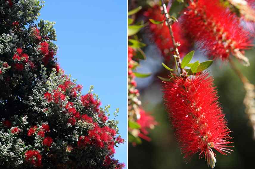 grand arbuste a fleurs rouges