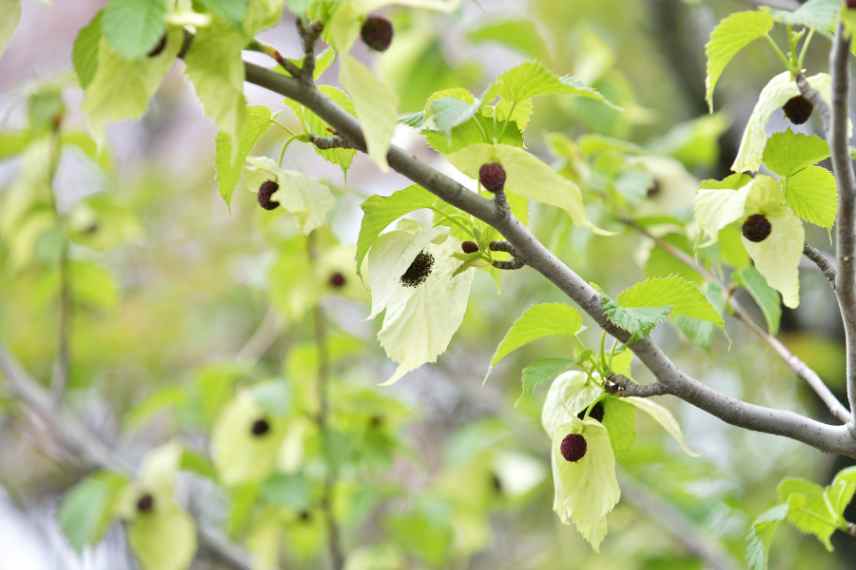 arbre aux mouchoirs choisir