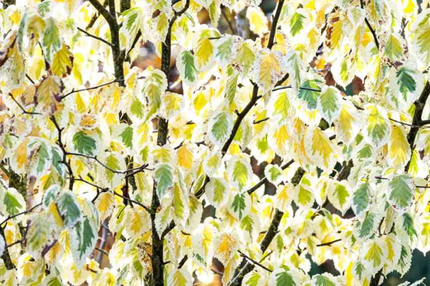 arbre aux mouchoirs panaché