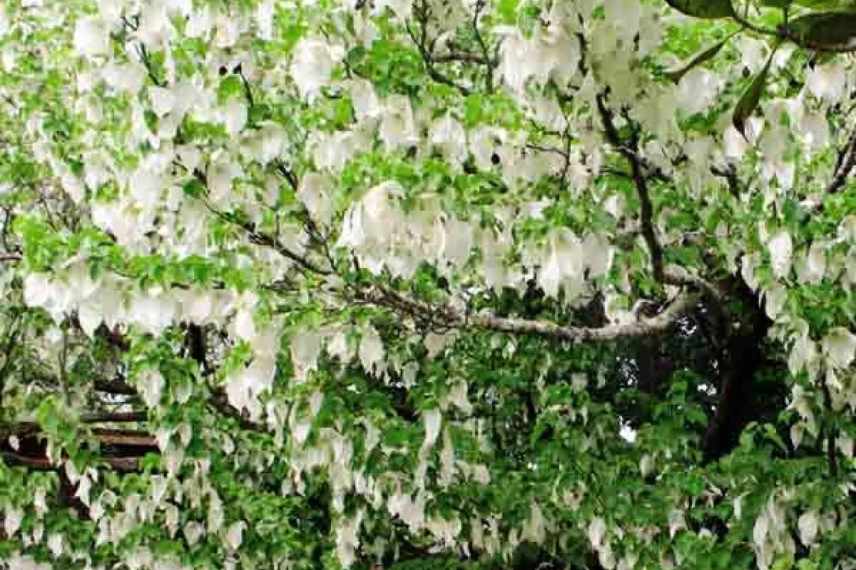 arbre au mouchoir selon couleur des feuilles