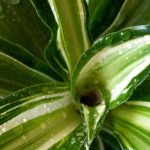 Comment choisir un dracaena pour son intérieur ?