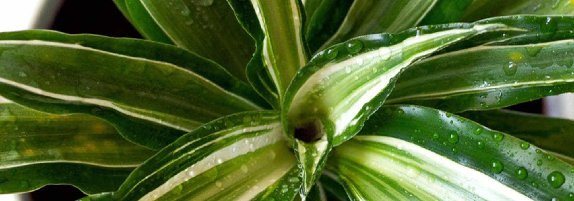 Comment choisir un dracaena pour son intérieur ?
