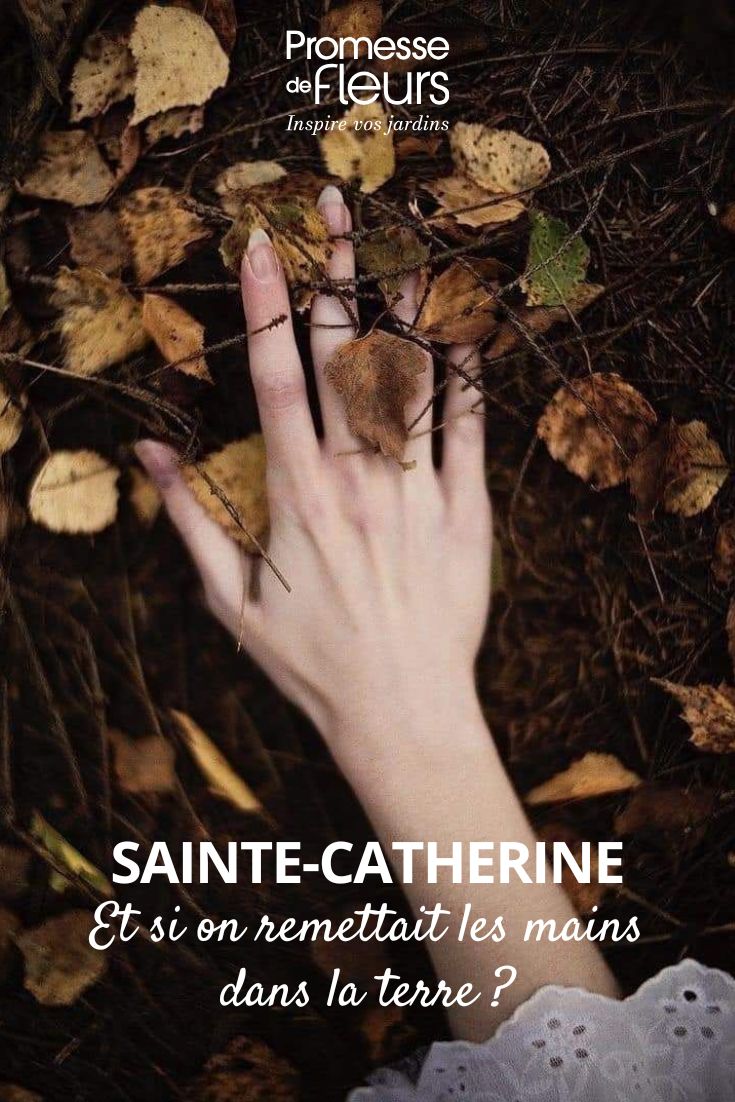 jardiner à la sainte catherine