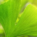 Ginkgo biloba : pourquoi cet arbre fascine tant les jardiniers ?