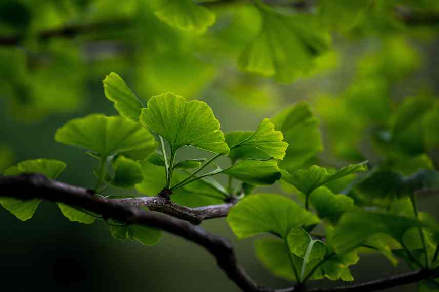 Ginkgo curiosite botanique