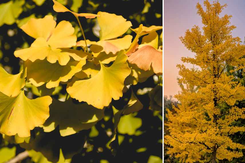 Ginkgo dore automnal