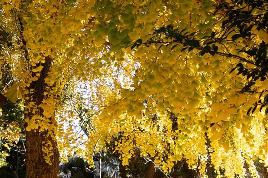 interet Ginkgo jardin