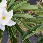 Palmier de Madagascar : cultiver et entretenir