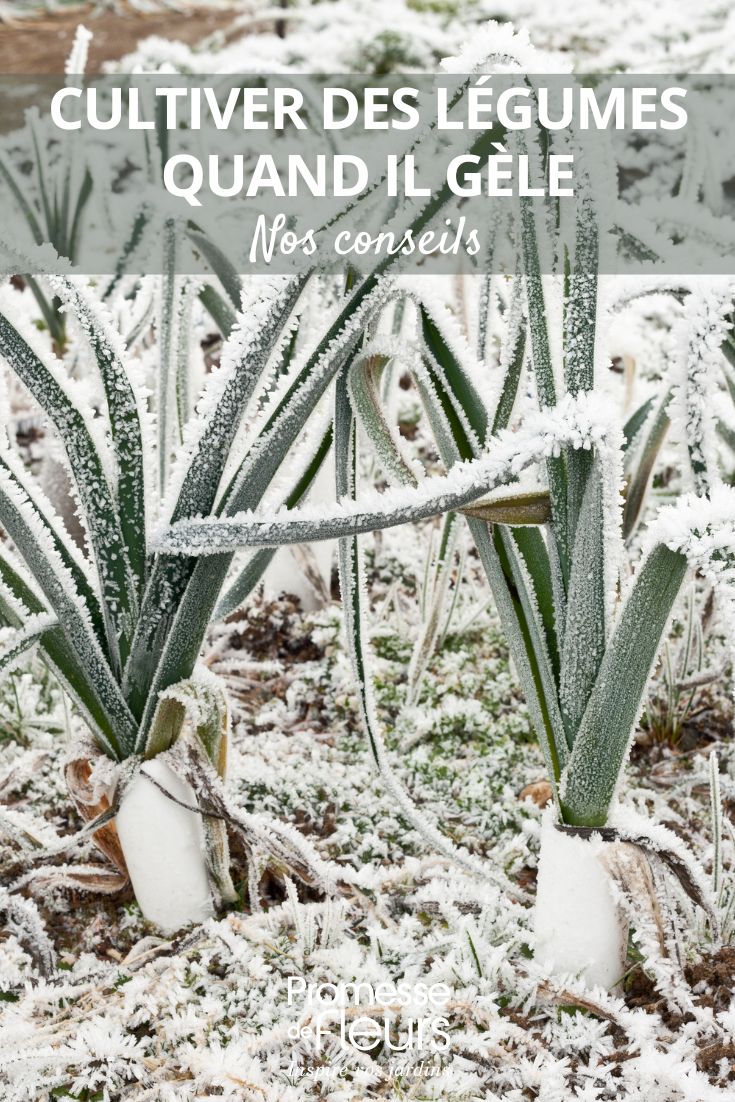 Poireaux potager en hiver