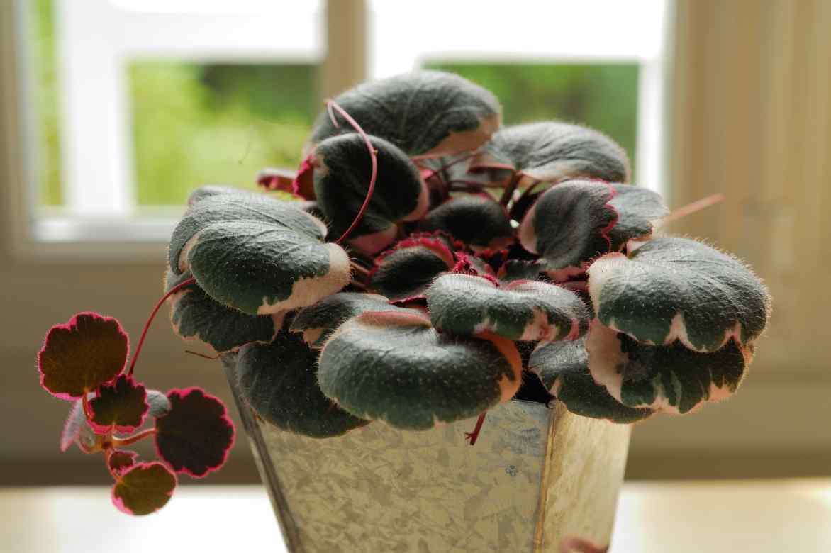 plantation saxifrage en pot