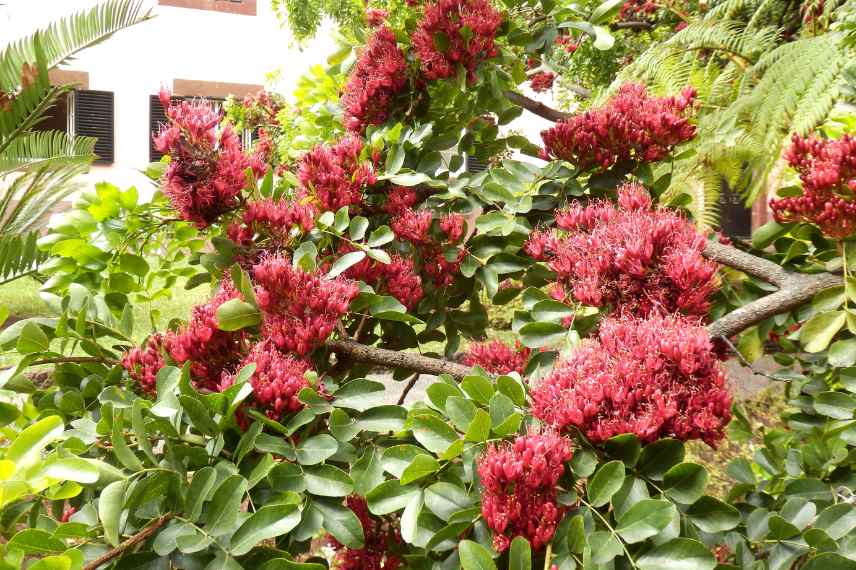 arbres a fleurs rouges