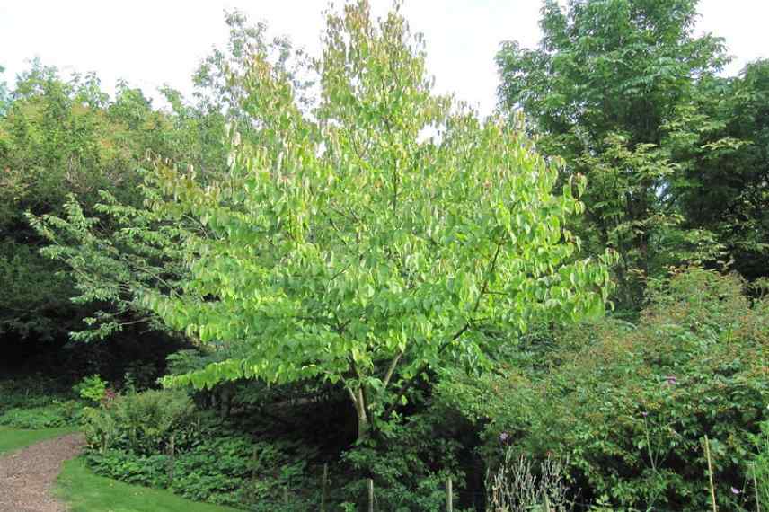 envergure taille Davidia involucrata
