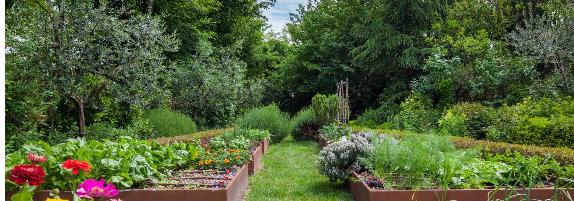 Sol vivant et productivité : comment l'agroforesterie peut révolutionner nos potagers ?