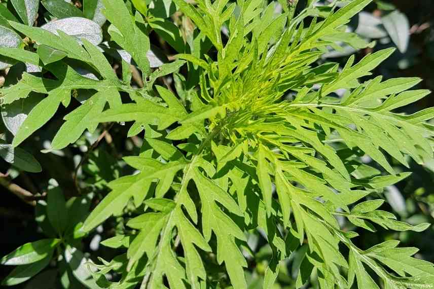 ambroisie élimination naturel