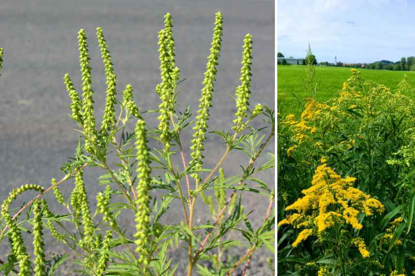 ambroisie : la reconnaître et l'éradiquer 