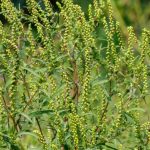 Ambroisie : comment lutter naturellement au jardin ?