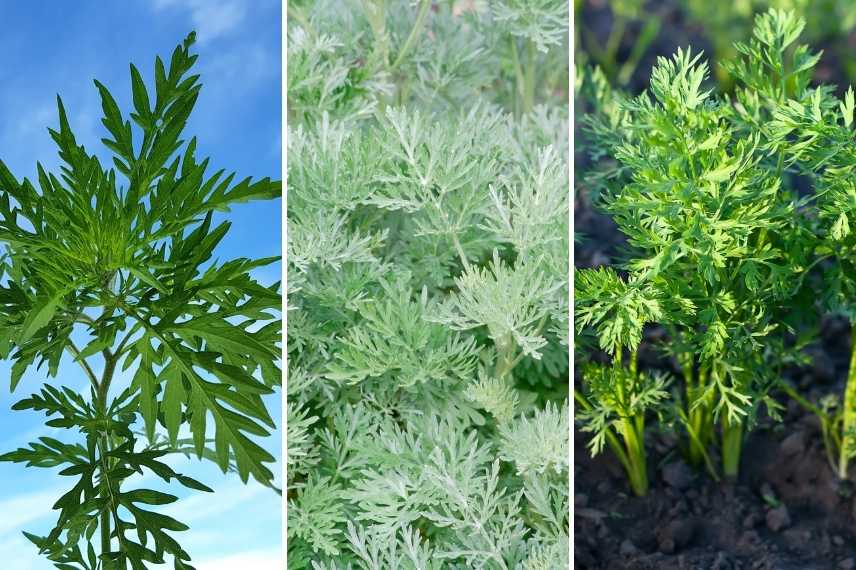 ambroisie : l'identifier et l'éliminer 