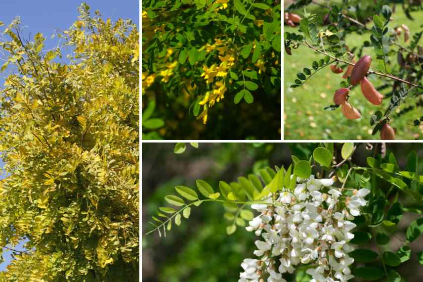 arbres utiles au potager