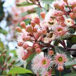 Les plus beaux arbres à floraison automnale pour égayer le jardin