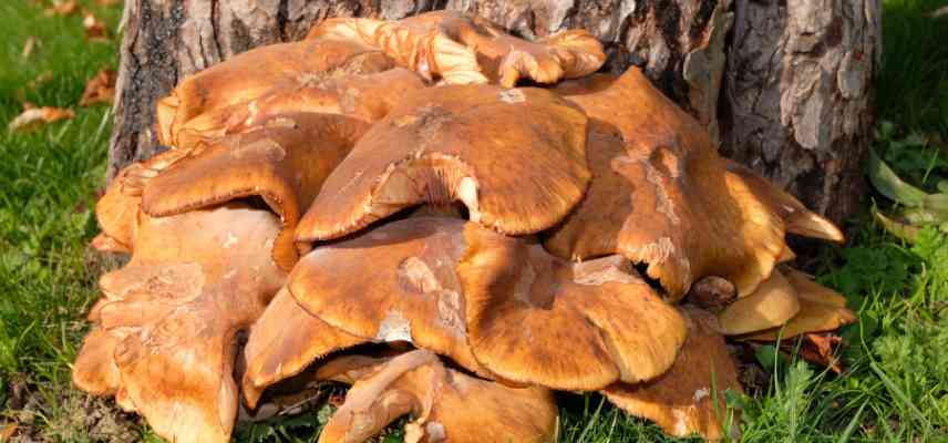 maladie champignon pourridie