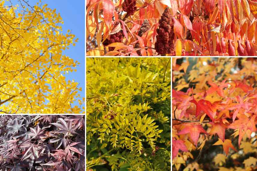 associer un ginkgo jardin